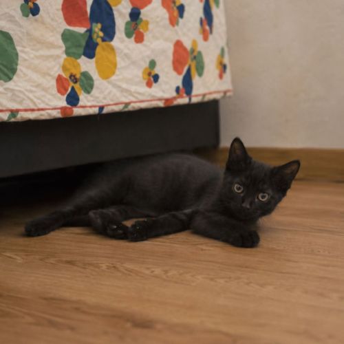 Iris à l'adoption #0