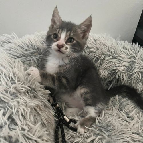 Moon à l'adoption