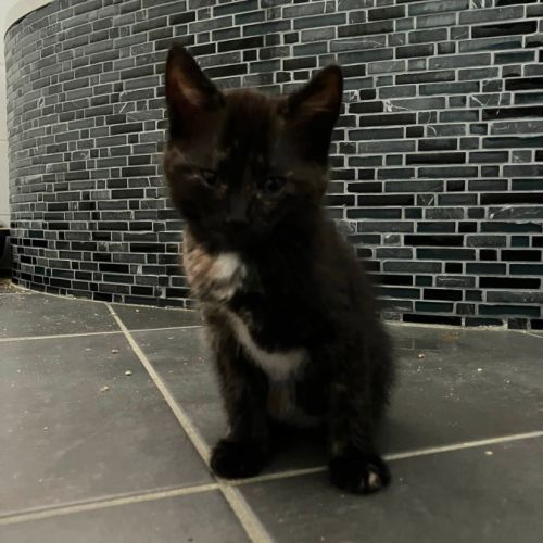 Cassiopee à l'adoption #2