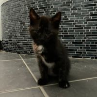 Cassiopee à l'adoption #2