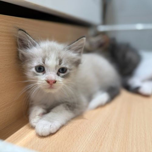 Kyoji à l'adoption