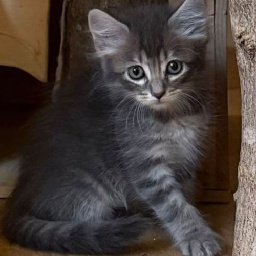 Kyren à l'adoption