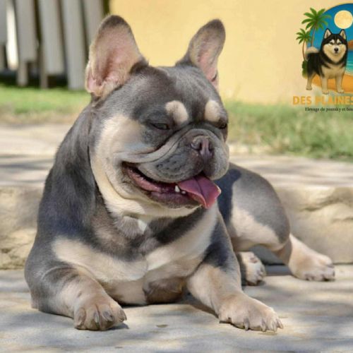 Femelle bouledogue français exotique #1