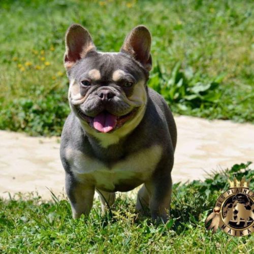 Femelle bouledogue français exotique #2