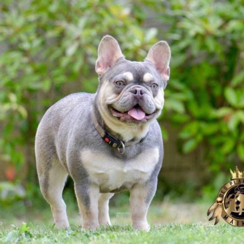 Femelle bouledogue français exotique