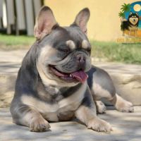 Femelle bouledogue français exotique #1