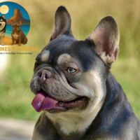Femelle bouledogue français exotique #4