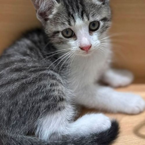 Sangai à l'adoption