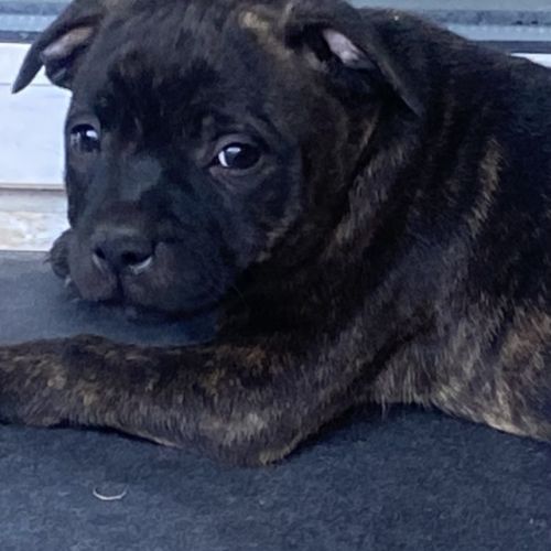 Chiots staffordshire bull terrier bringé #3
