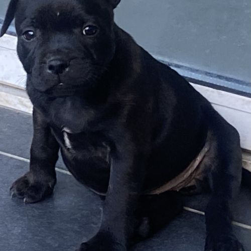 Chiots staffordshire bull terrier bringé #4