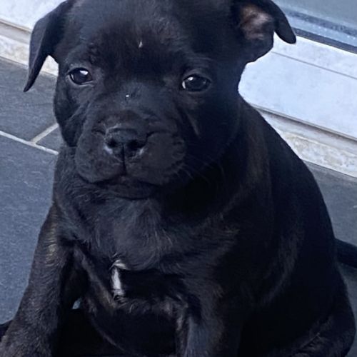 Chiots staffordshire bull terrier bringé #6