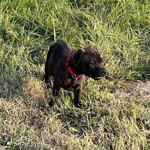 Chiots staffordshire bull terrier bringé #1