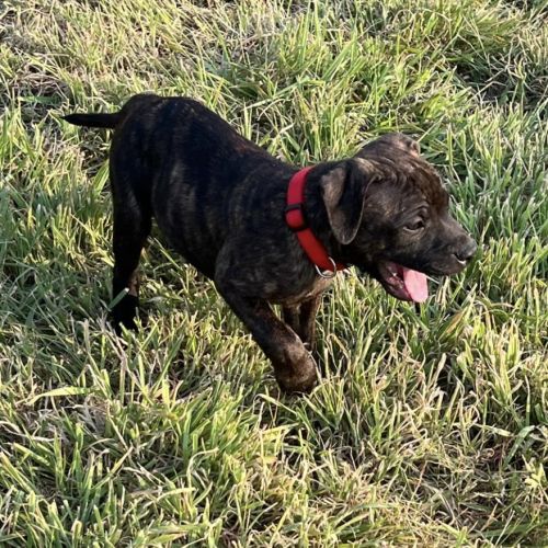 Chiots staffordshire bull terrier bringé