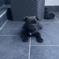 Chiots staffordshire bull terrier bringé