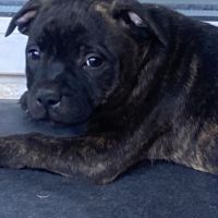 Chiots staffordshire bull terrier bringé #3