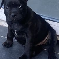 Chiots staffordshire bull terrier bringé #4