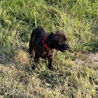 Chiots staffordshire bull terrier bringé #1