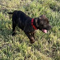 Chiots staffordshire bull terrier bringé