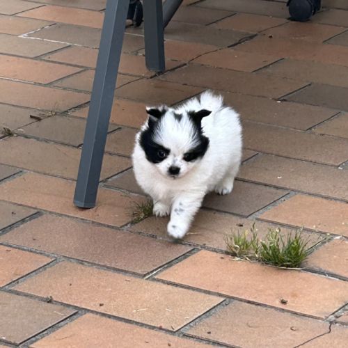 À réserver femelles pomchis