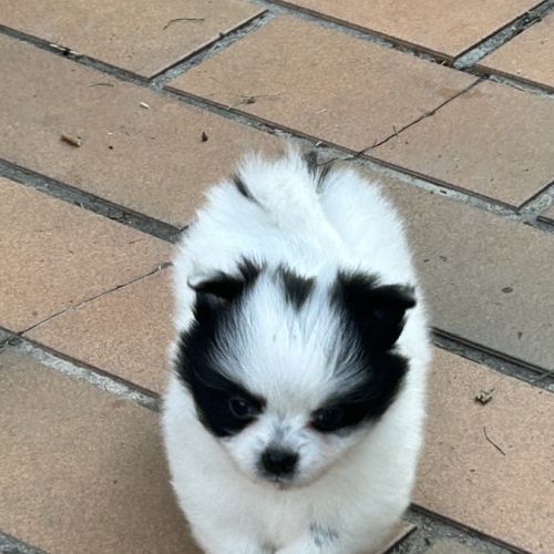 À réserver femelles pomchis #3