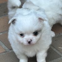 À réserver femelles pomchis #1