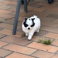 À réserver femelles pomchis #0
