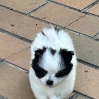 À réserver femelles pomchis #3