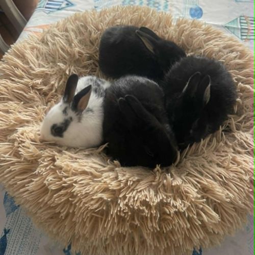 Magnifiques lapins extra nains #2