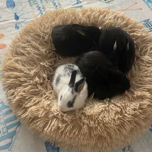 Magnifiques lapins extra nains