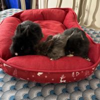 Magnifique lapins extras nains