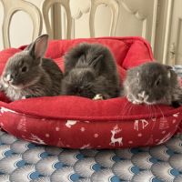 Magnifique lapins extras nains #2