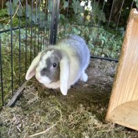 À adopter lapine 8 mois