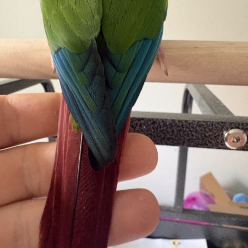 Conure veuve #1
