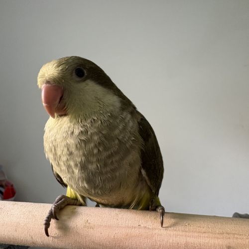 Conure veuve #0