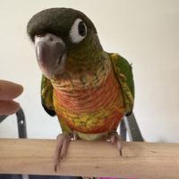 Conure veuve #2