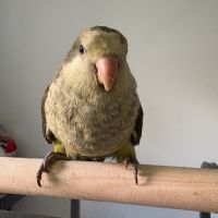 Conure veuve #3