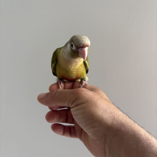 Conure molinae #1