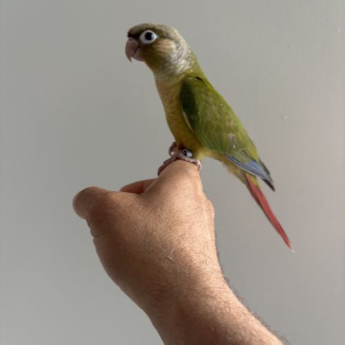 Conure molinae #0