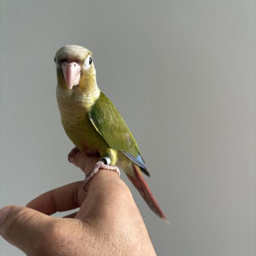 Conure molinae #3