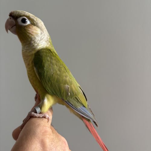 Conure molinae #4