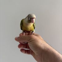 Conure molinae #1
