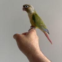 Conure molinae