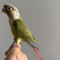 Conure molinae #4