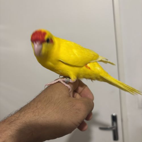Kakariki eam #3