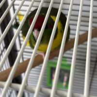 Kakariki eam #0