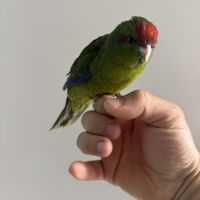 Kakariki eam #2