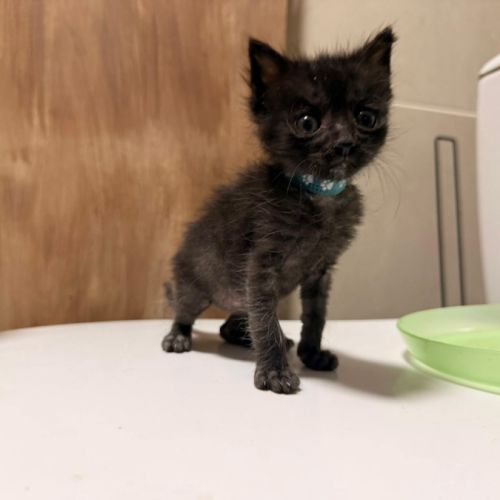 Chat bluey à l adoption