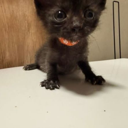 Chat bingo à l adoption