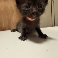 Chat bingo à l adoption #0