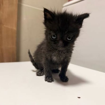 Chat loki à l adoption